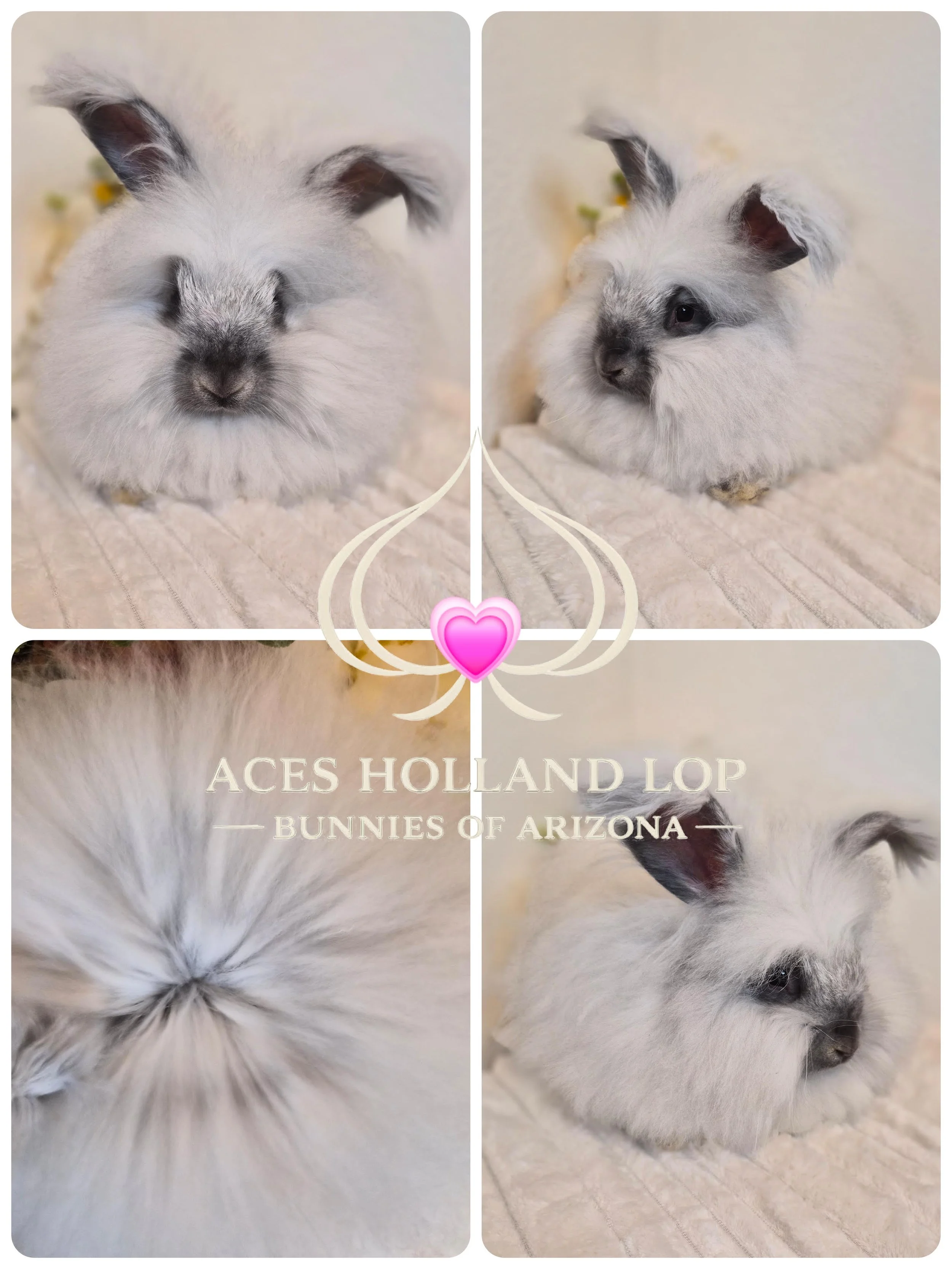 Blue Chinchilla/Squirrel or Blue Silver Tipped Steel Doe
$425.00
Born 7/26/26
(can go on 11/6 Mesa or 11/8 Surprise deliveries)