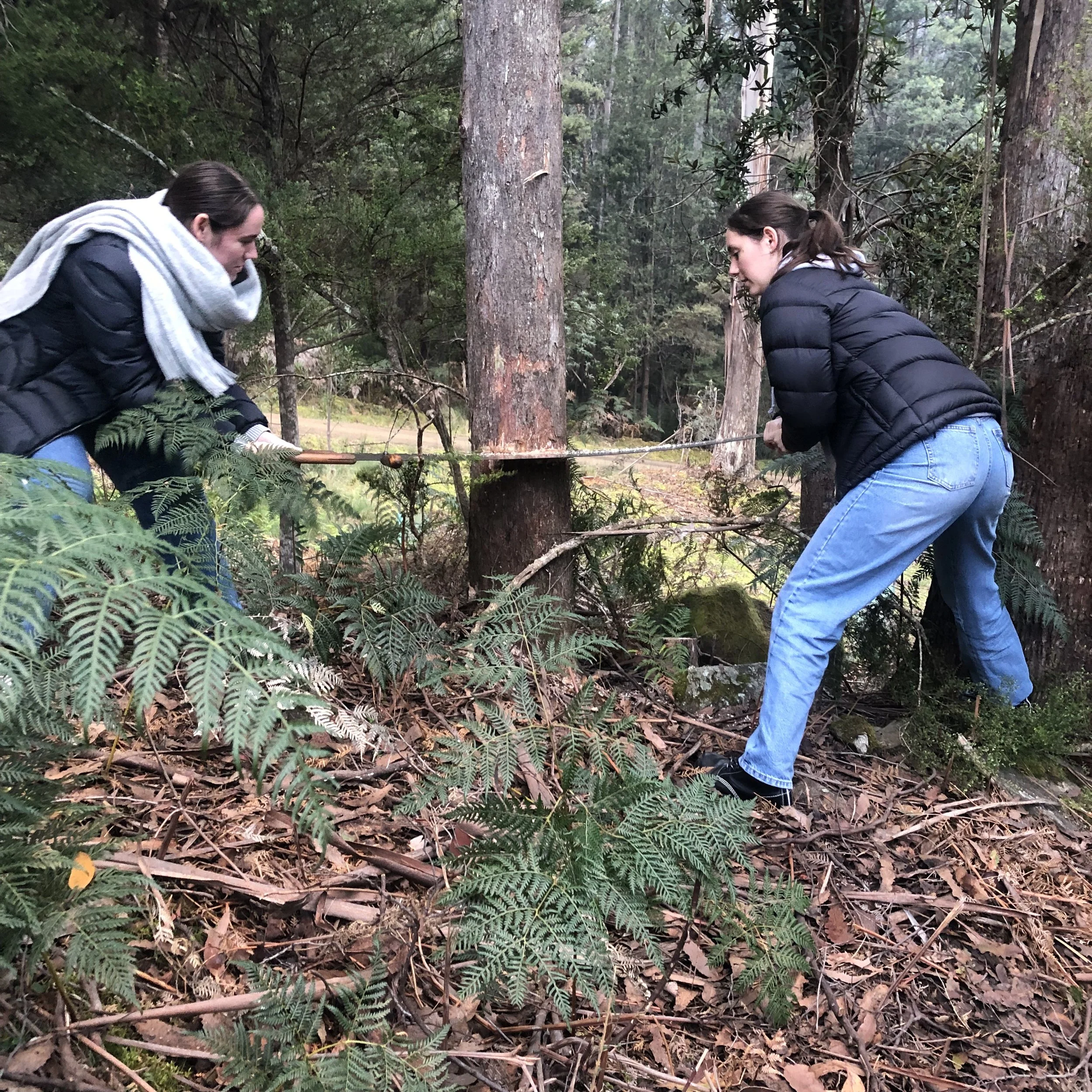 tree felling.jpeg