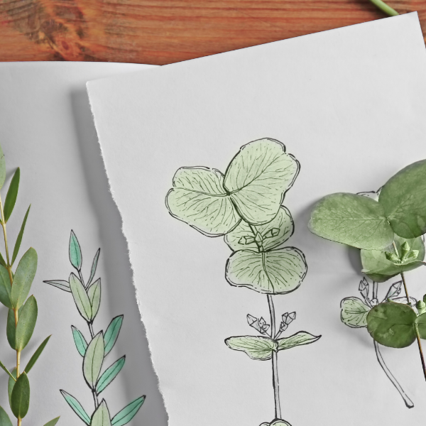 Sketch of plant with large leaves – botanical drawing for mindful creative practice and relaxation.