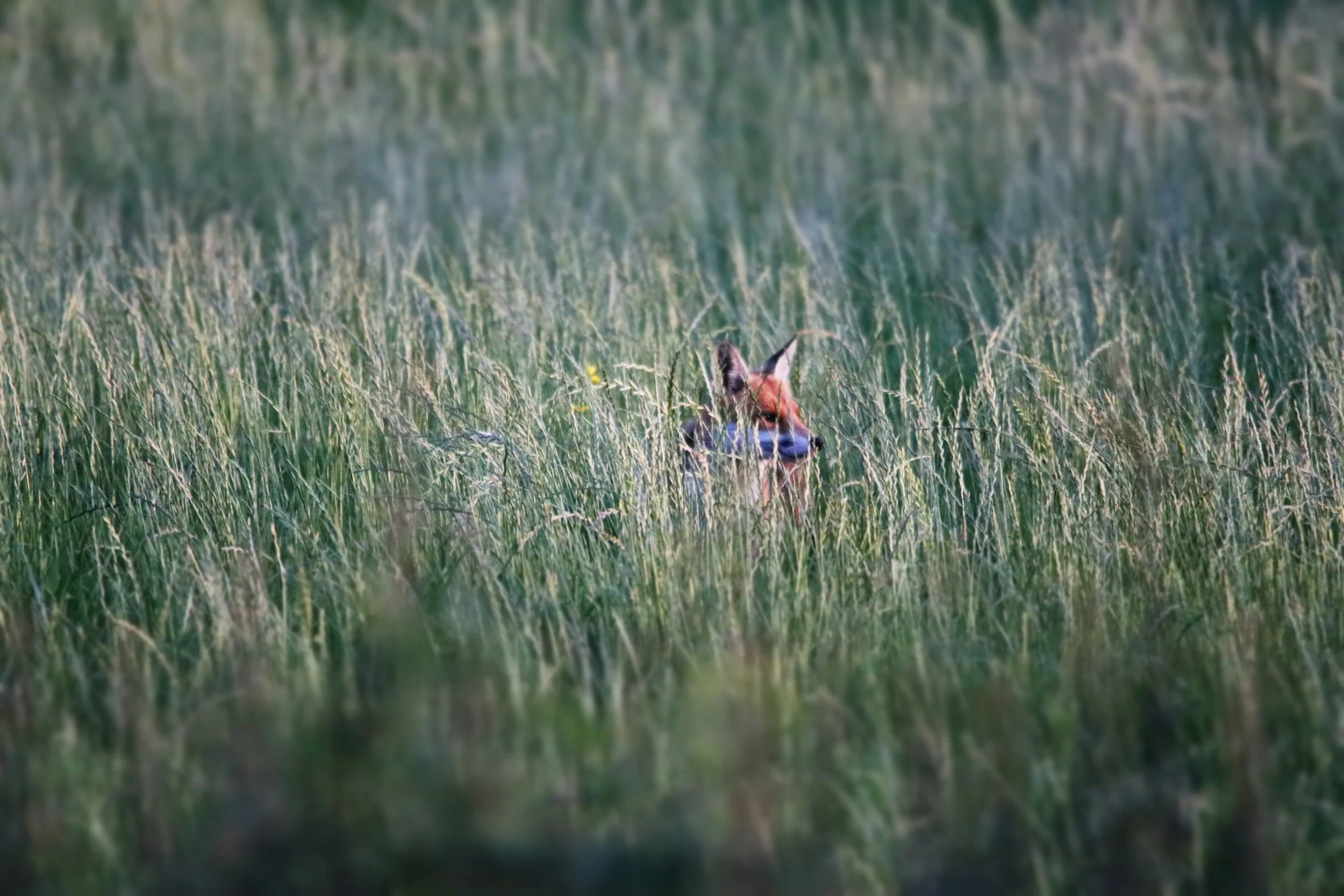 THE MORNING AFTER THE FOXES