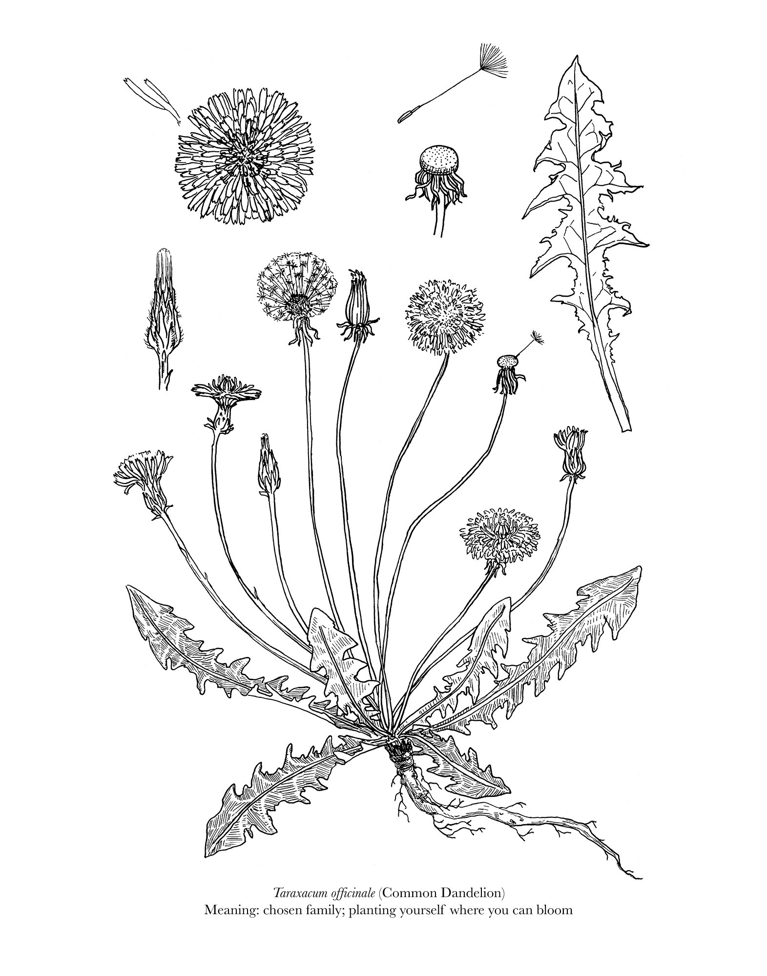Dandelion.jpg