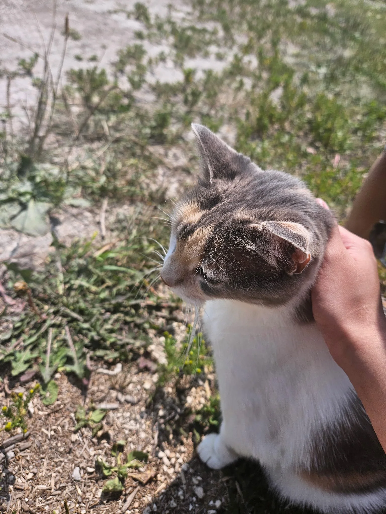 The Barn Cat That Changed How I See Rabies