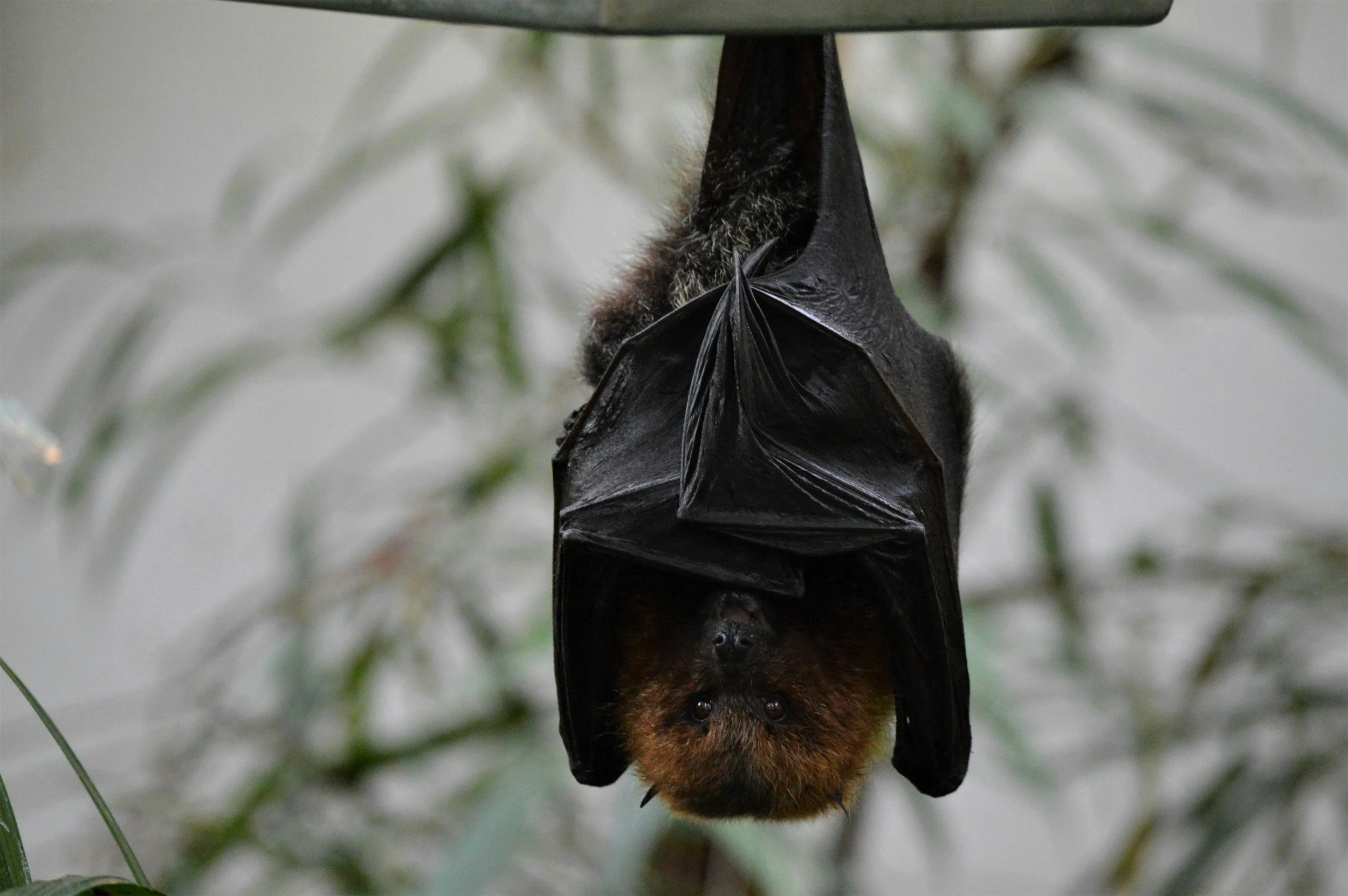 From Awareness to Action: Why I Joined Rabies Global Support