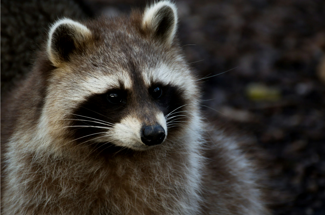 Rabies Myth or Fact Quiz