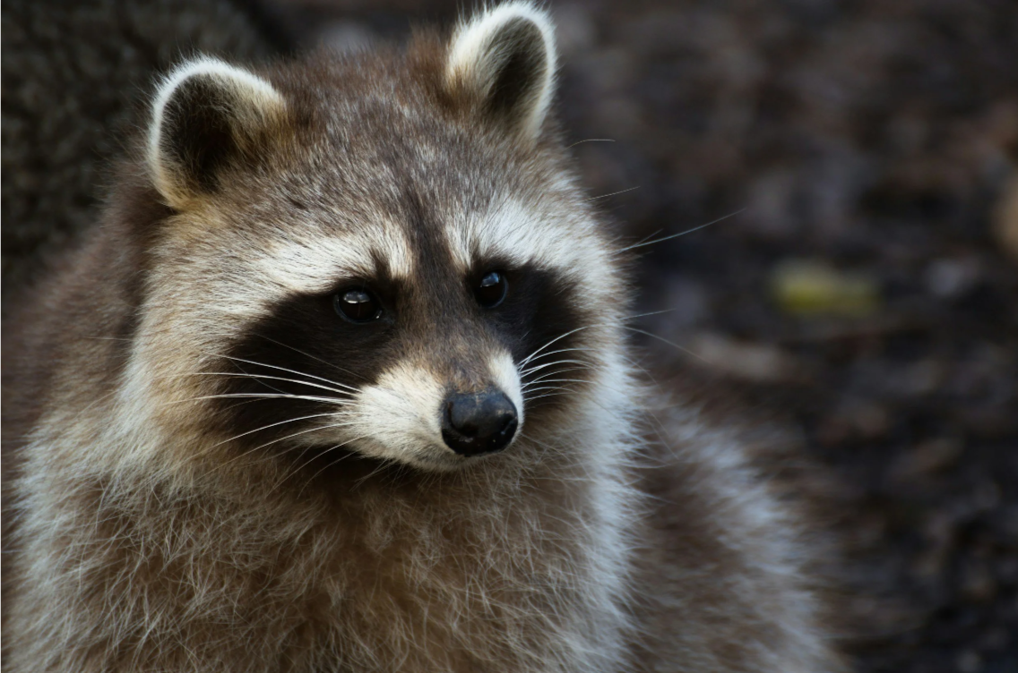 Rabies Myth or Fact Quiz