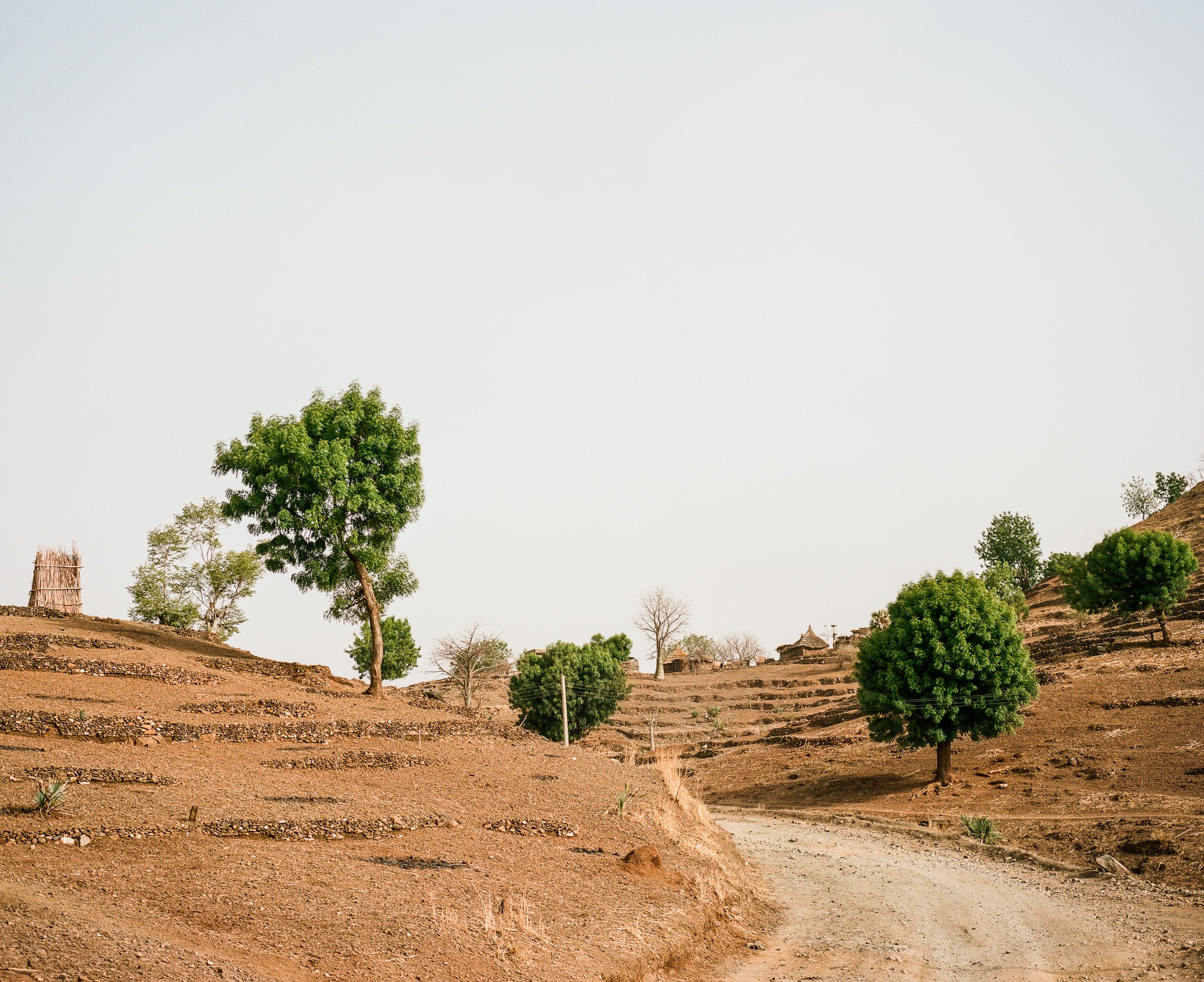 Farmland on the outskirts of Kauda, South Kordofan.