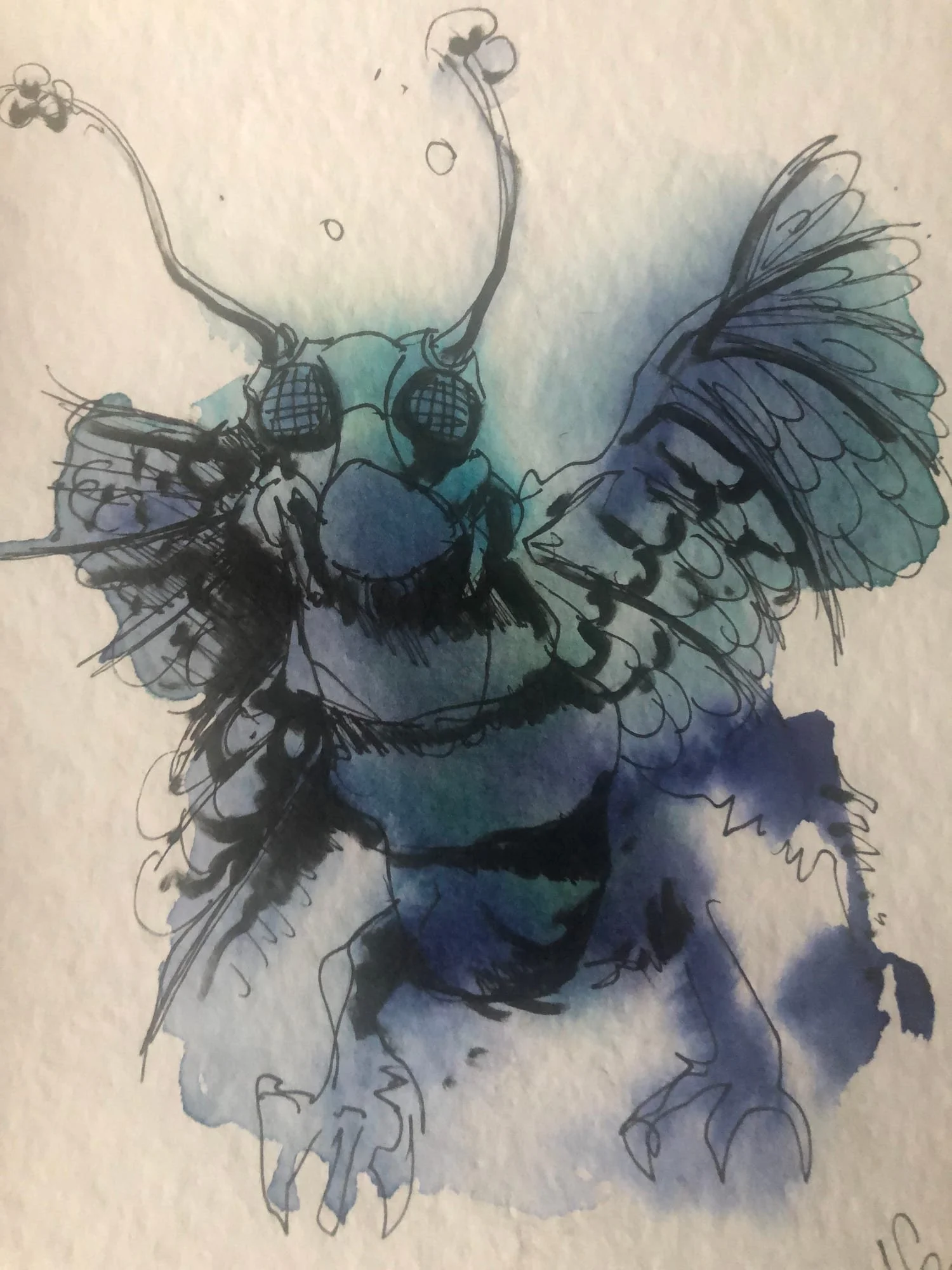 insect-blue-fly-bird.jpg