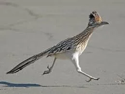 The greater road-runner or in Baja California: Chureya.