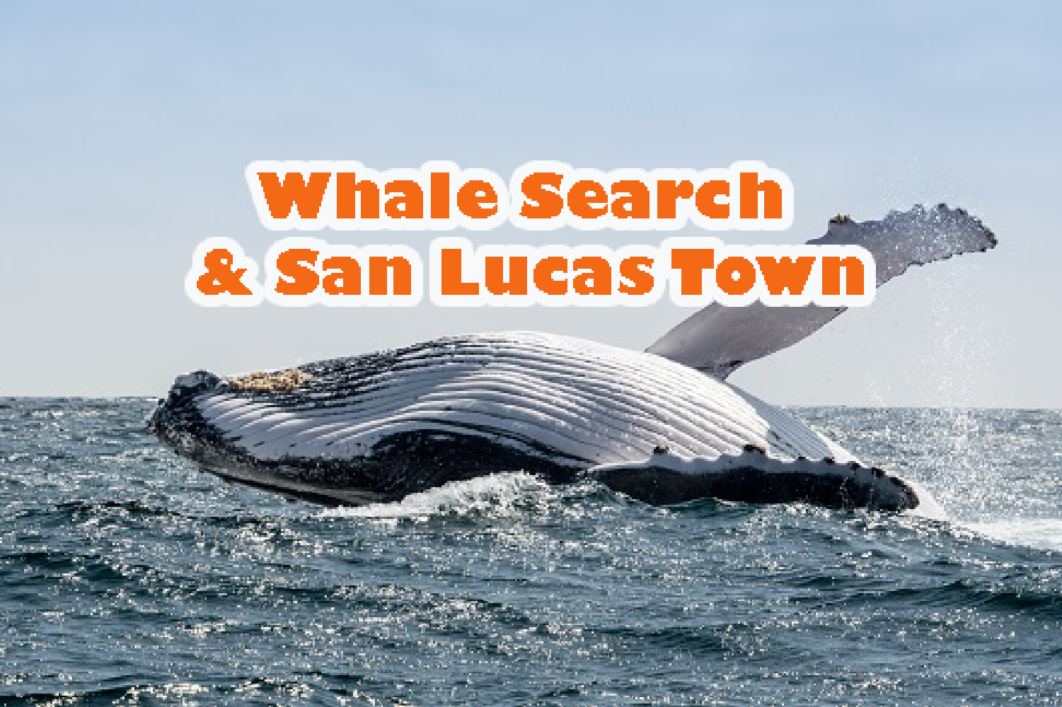 WHALE SEARCH & SAN LUCAS (4.5 hours). Exciting boat ride for whale watching, also, get to know the best of Cabo San Lucas.