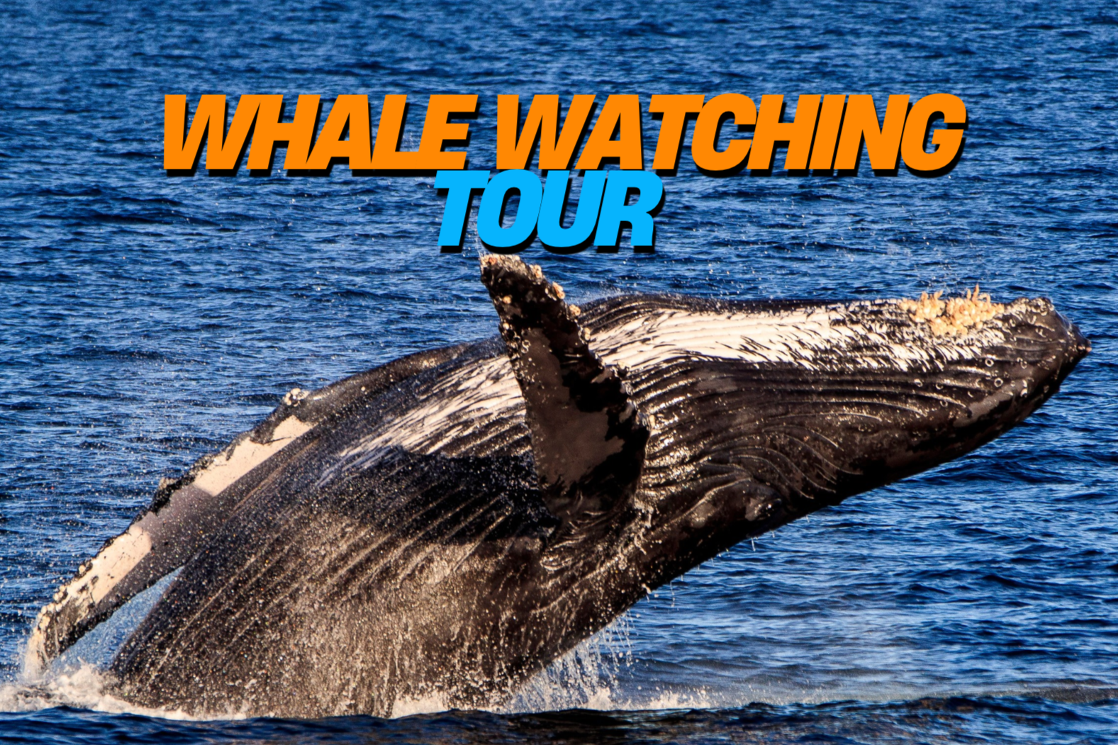 WHALE WATCHING TOUR. Climb aboard a catamaran to see the whales of Cabo, with a Mexican buffet and domestic open bar. Season runs December to April.