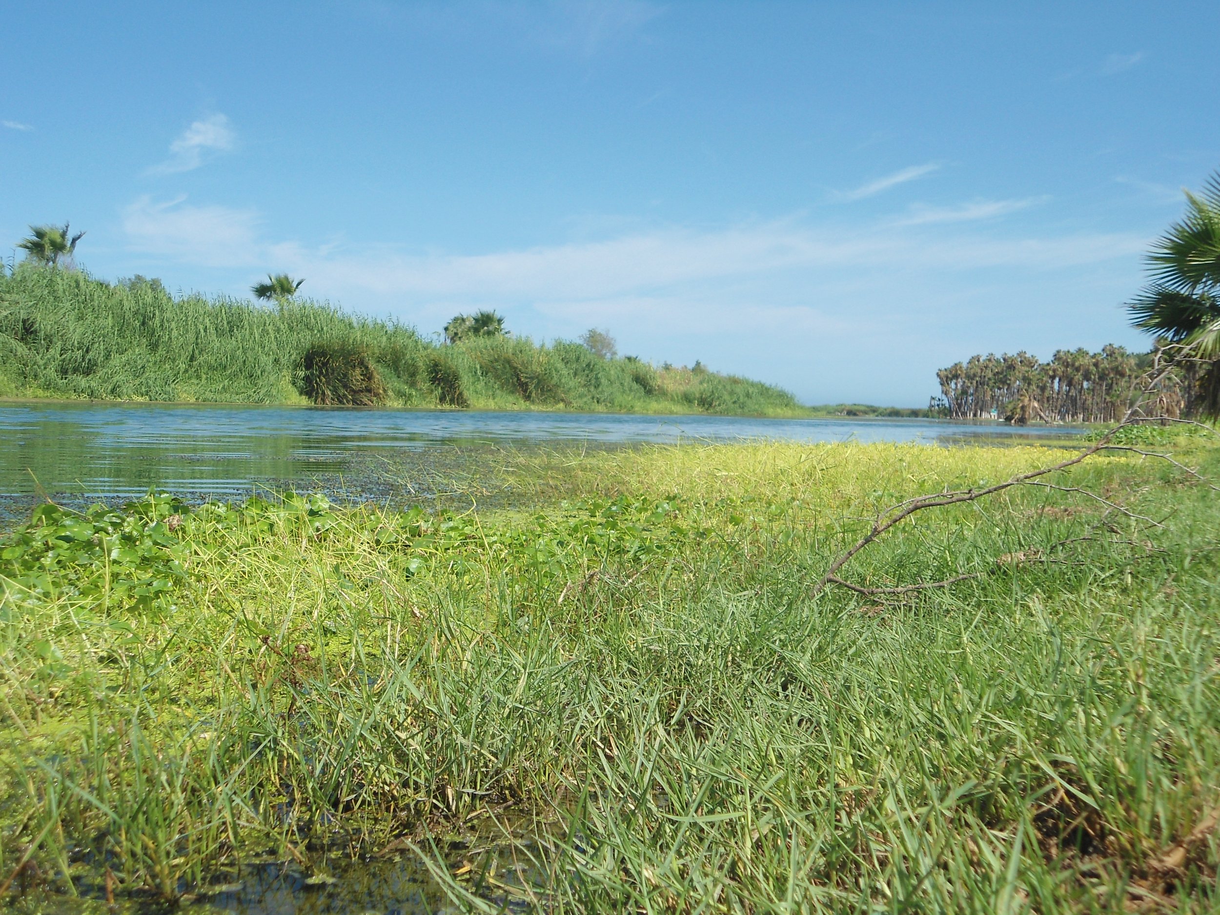 The estuary in San José del Cabo