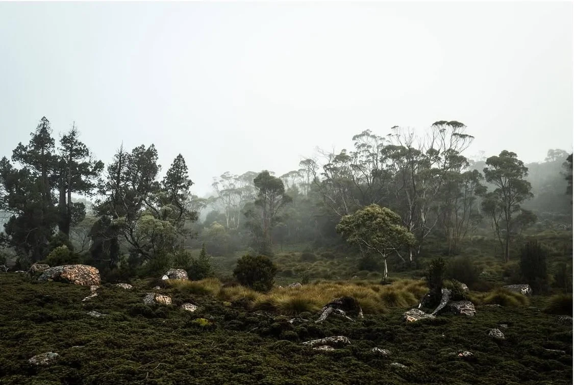 Wild Wonderment On The Overland Track