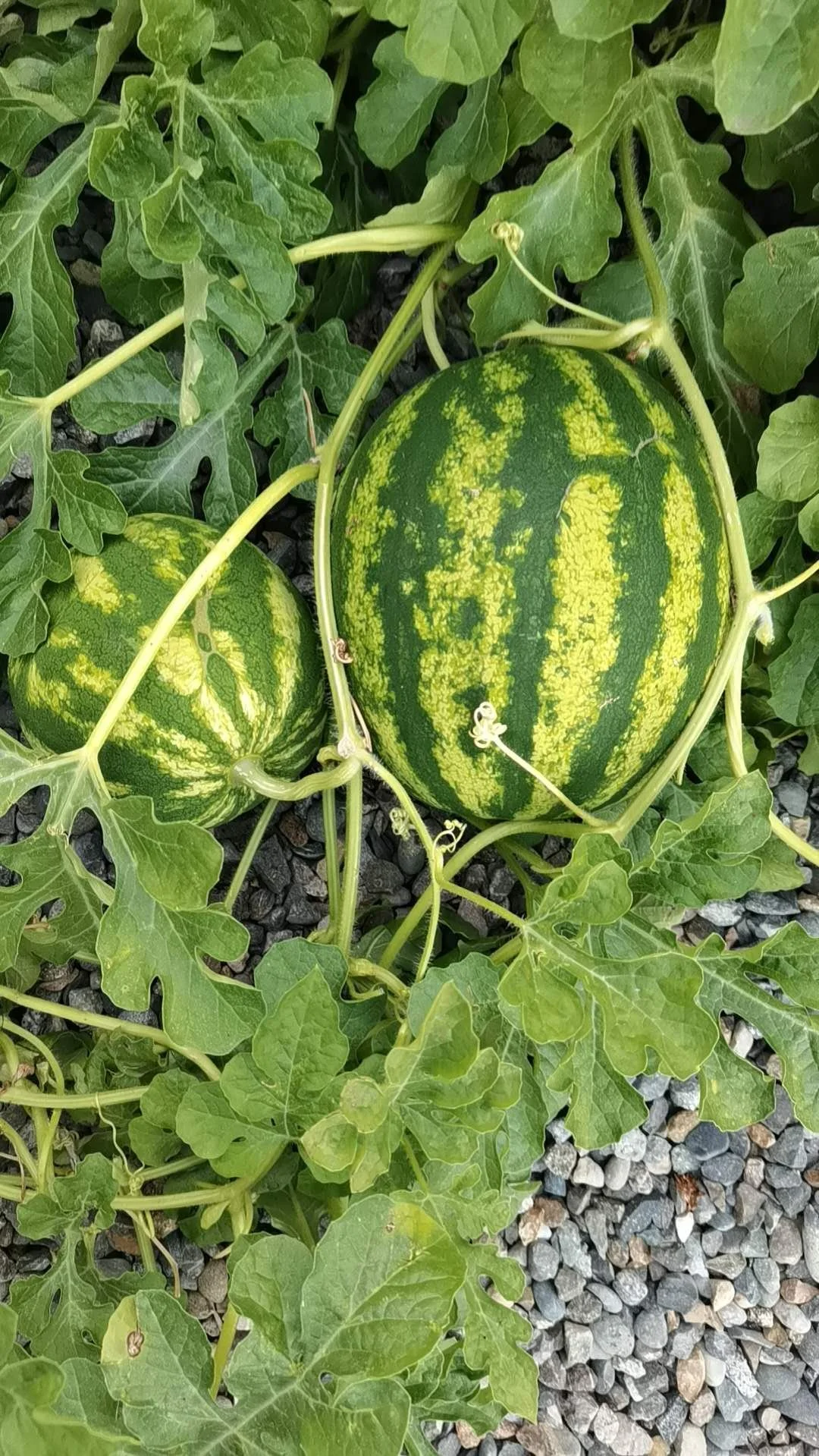 Yes, You Can Do It! Growing Tasty Watermelon in Greater Seattle Area