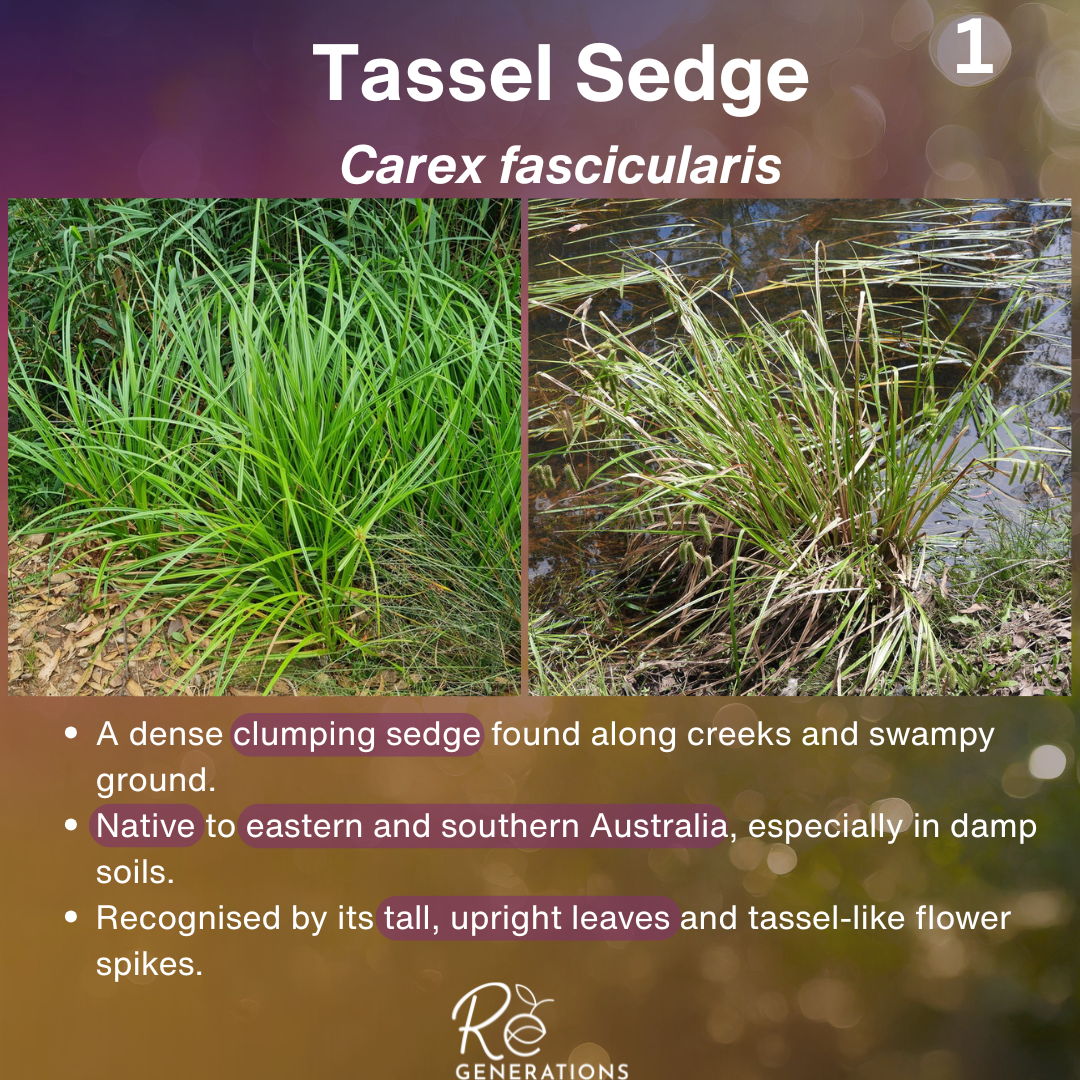 cover - Carex fascicularis.png