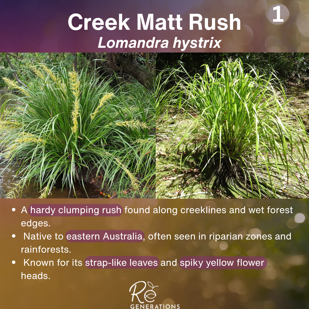 cover - Lomandra hystrix.png
