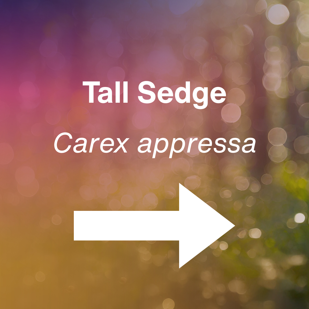 cover Tall Sedge.png