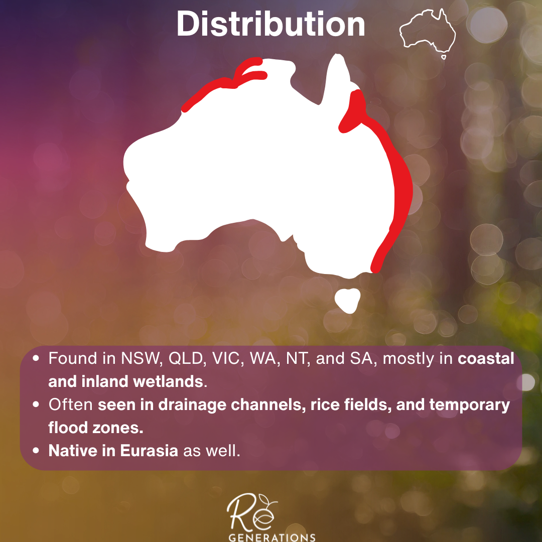 Distribution - Schoenoplectus mucronatus.png