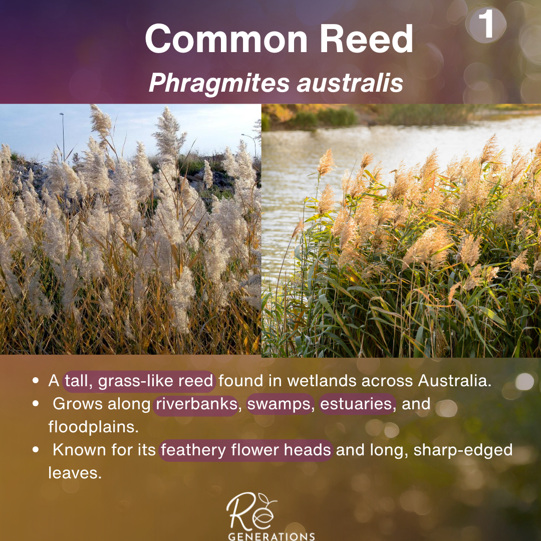 cover - Phragmites australis .png