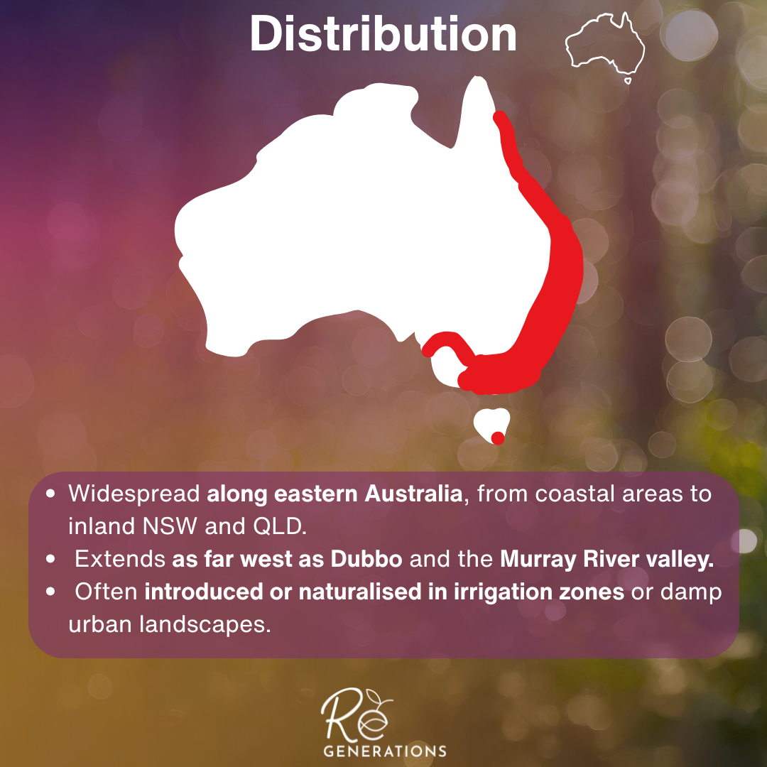 Juncus usitatus - distribution.png