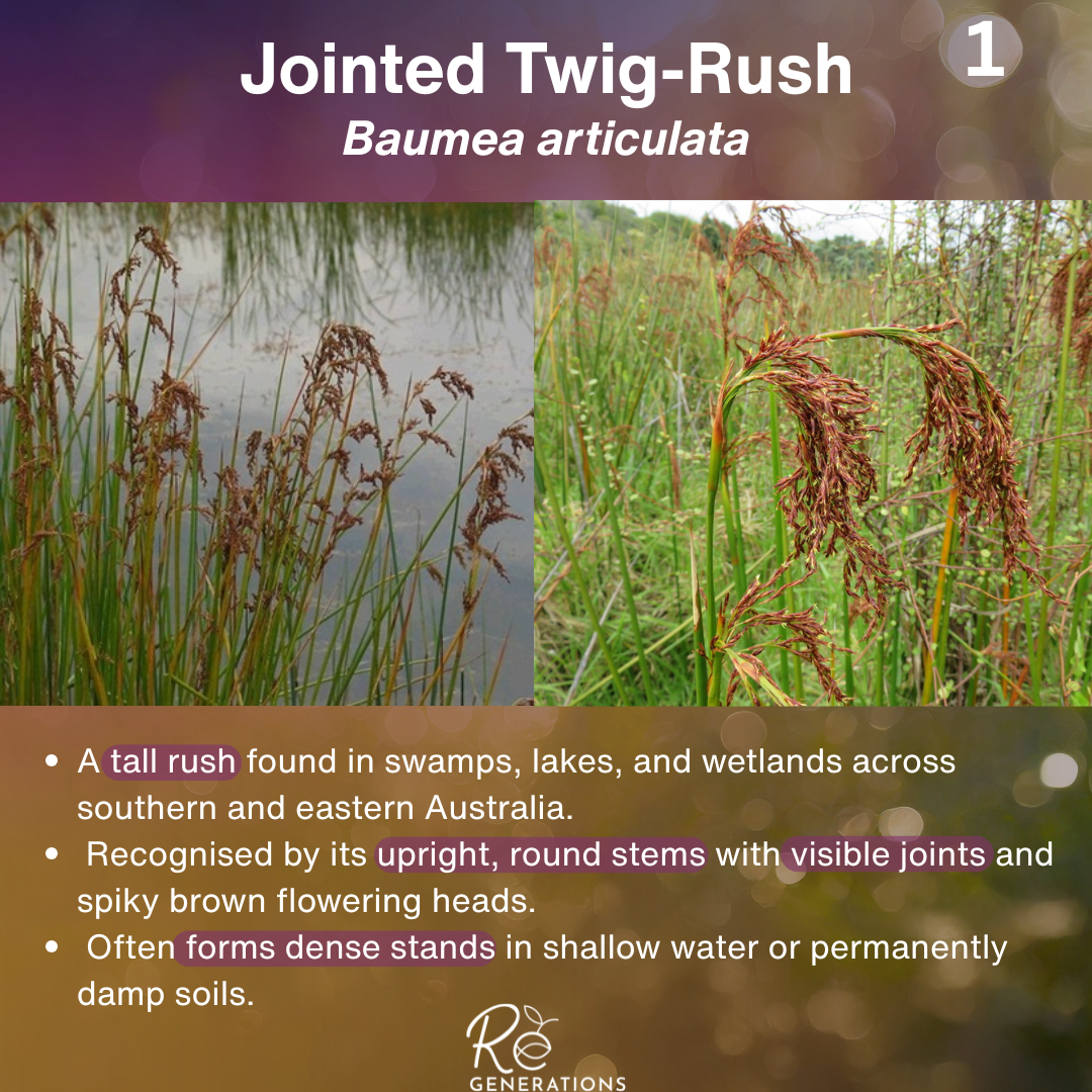 cover for the plant profile: jointed twig rush, showing general inforamation and the a clos eup of the grass