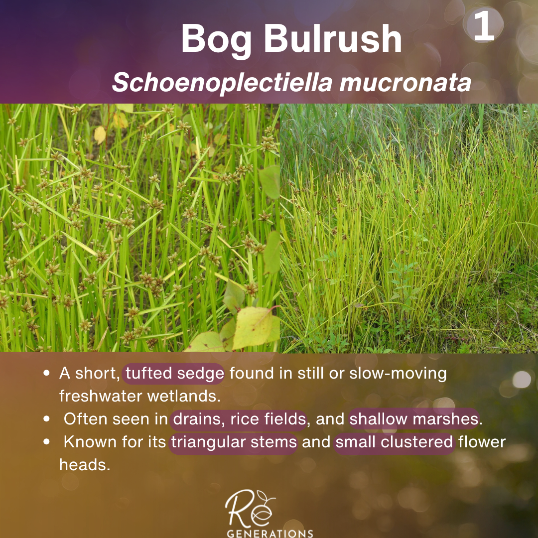 cover - Schoenoplectiella mucronata.png