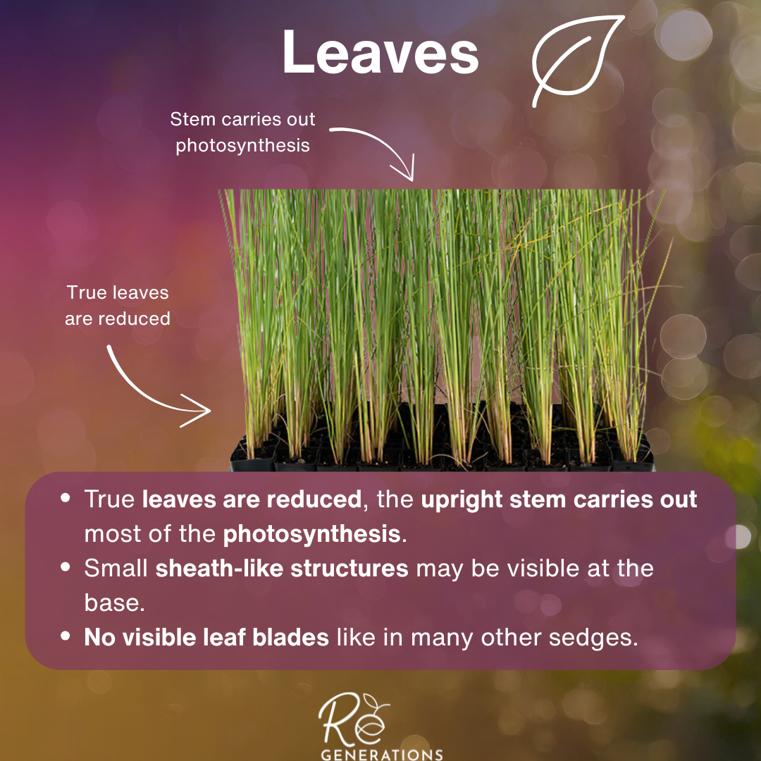 Leaves - Lepironia articulata.png