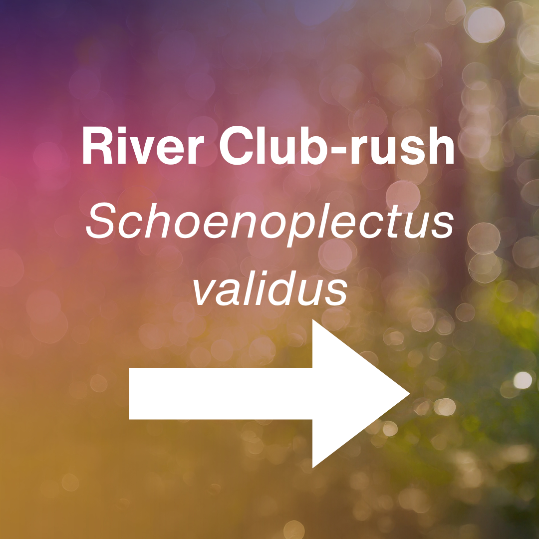 cover Schoenoplectus validus.png