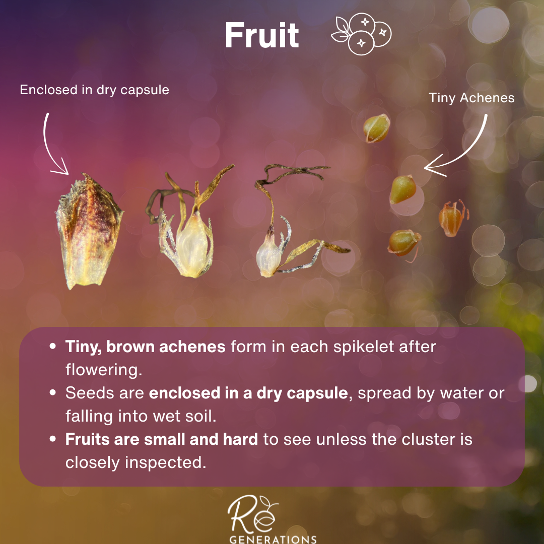 Schoenoplectus validus - fruit.png
