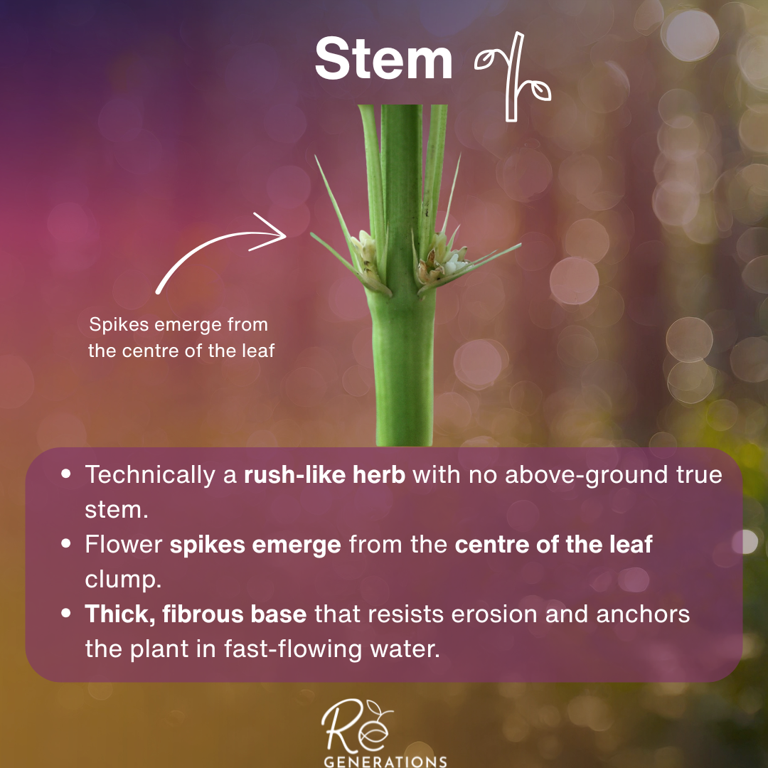 Stem - Lomandra hystrix.png
