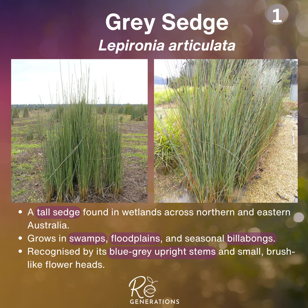 Cover- Lepironia articulata.png