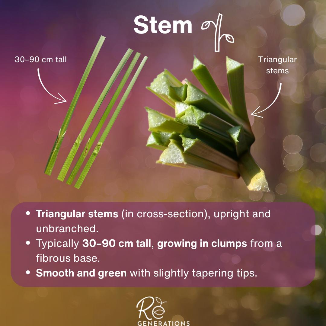 stem - Schoenoplectiella mucronata.png