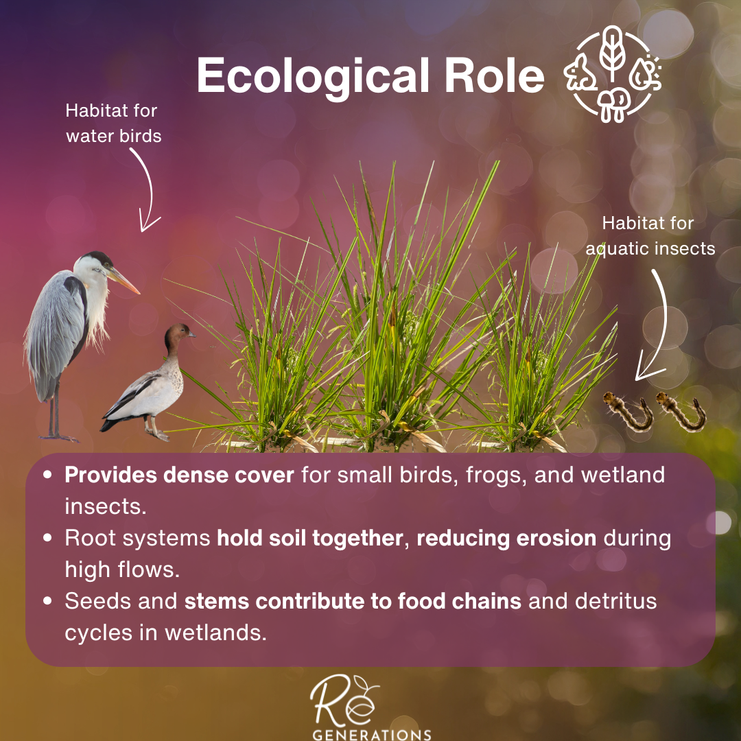 ecological role - Carex fascicularis.png