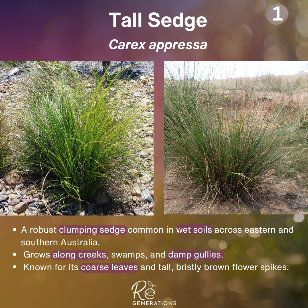 Cover - Carex appressa.png