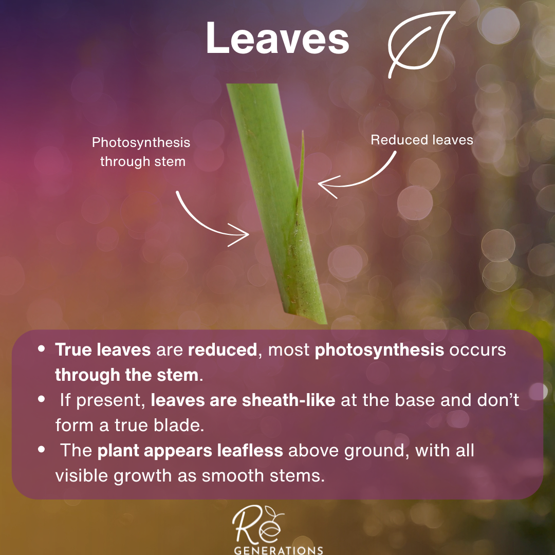 Schoenoplectus validus - leaves.png