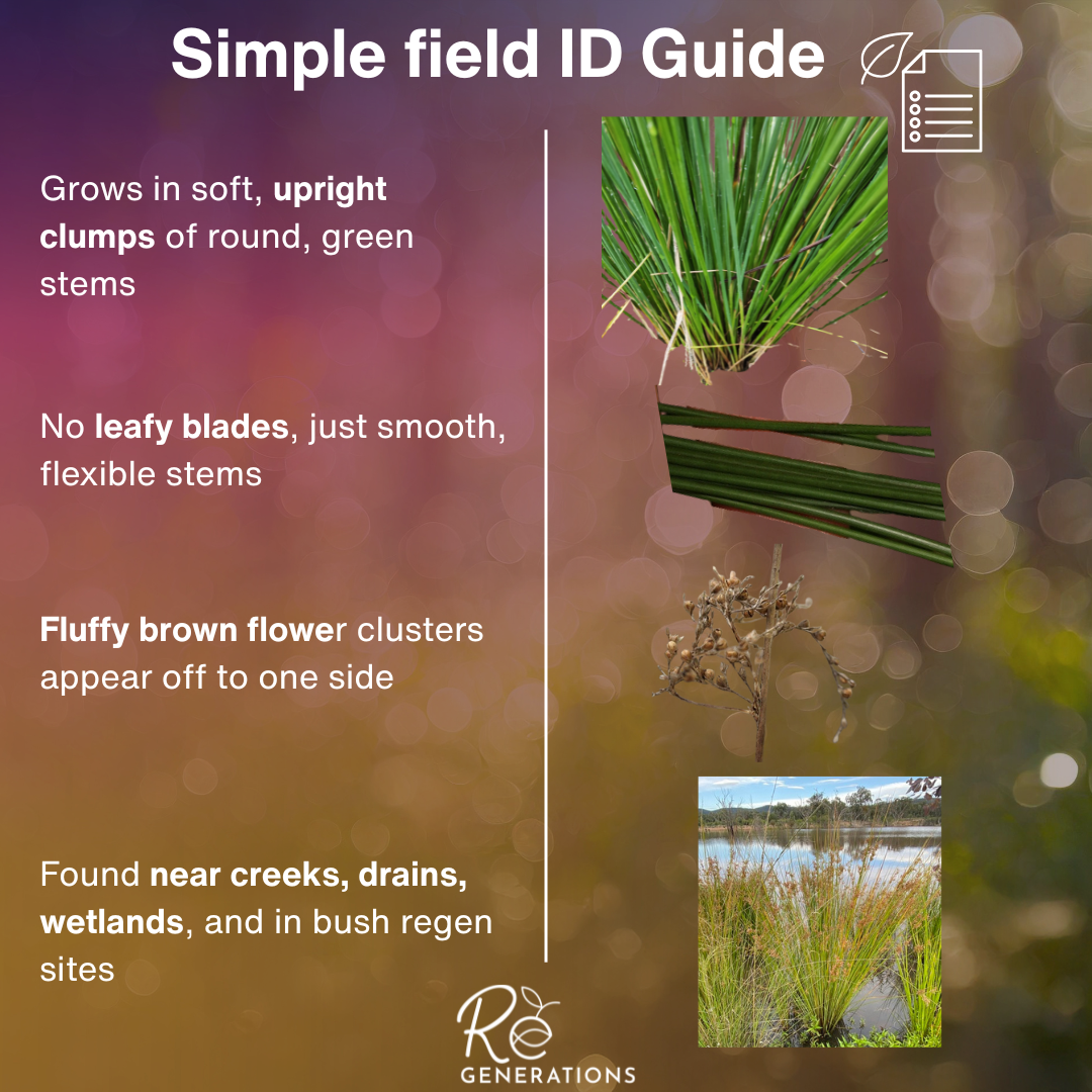 Juncus usitatus - field id guide.png