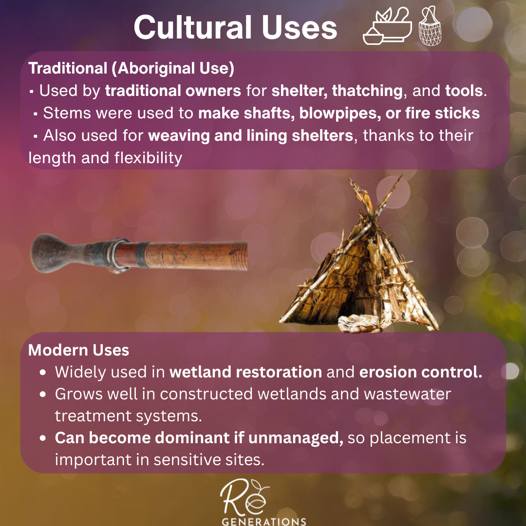 cultural uses - Phragmites australis.png