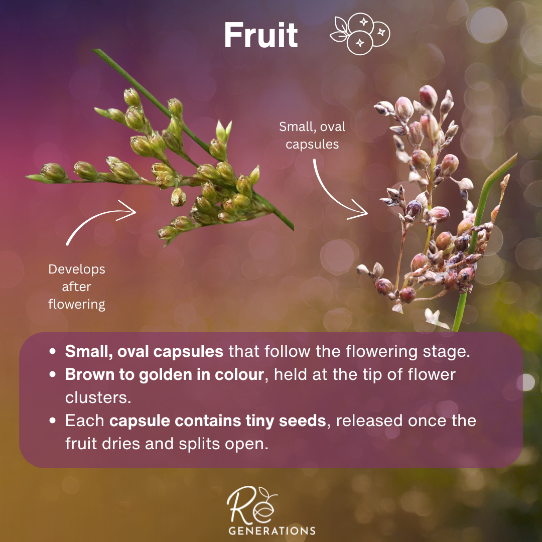 Juncus usitatus - fruit.png