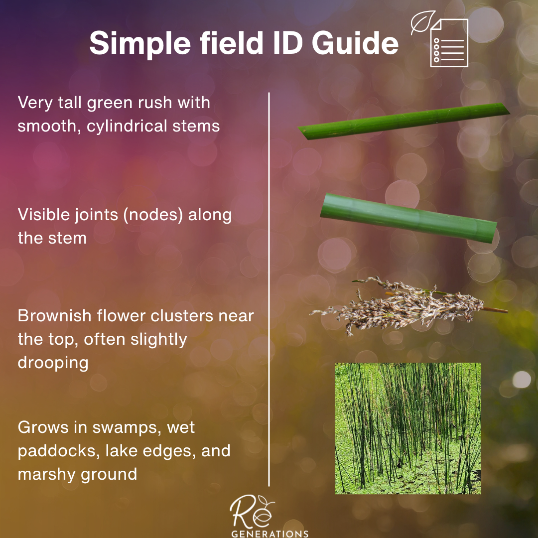 simple id field guide about the the joint twig rush