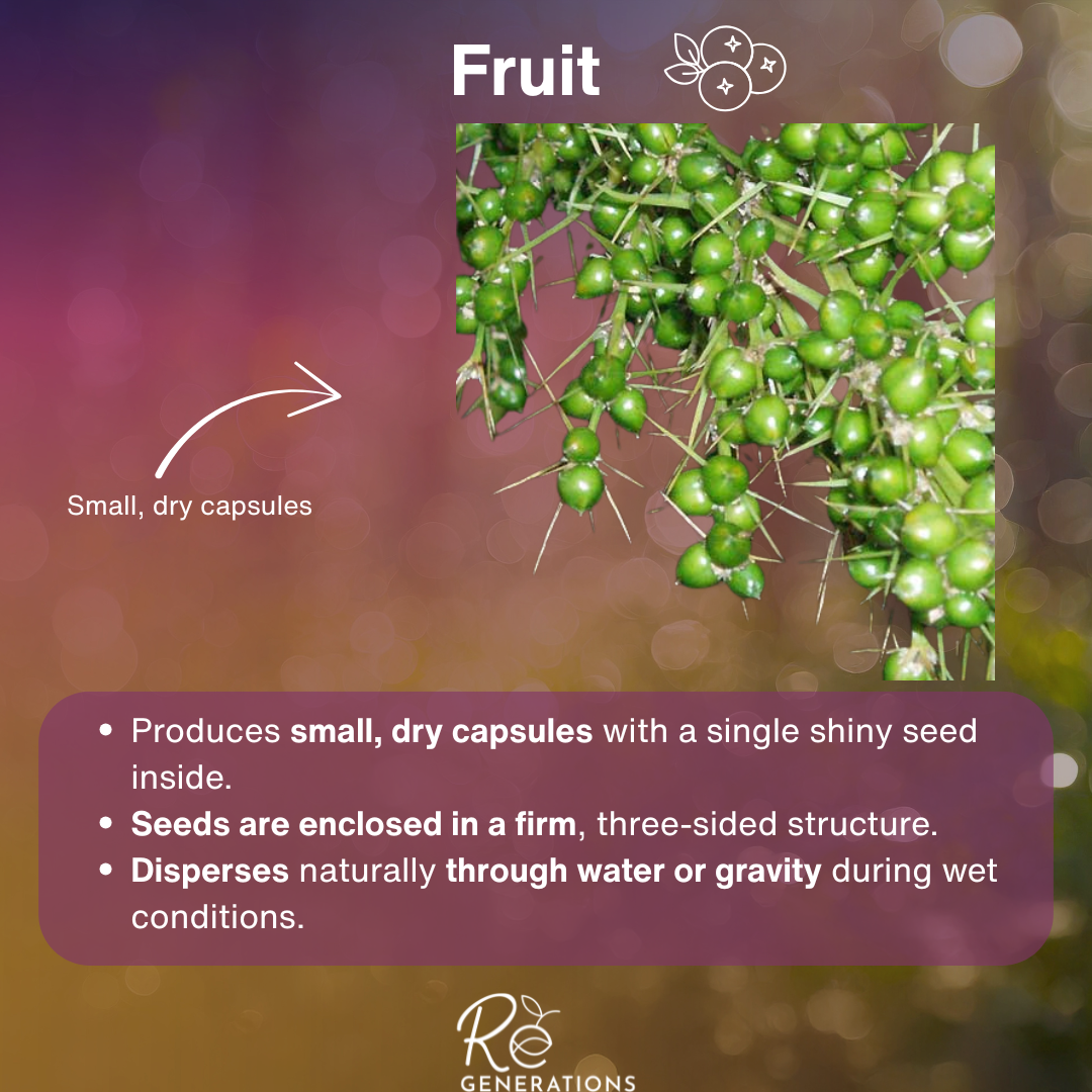 Fruit -Lomandra hystrix.png