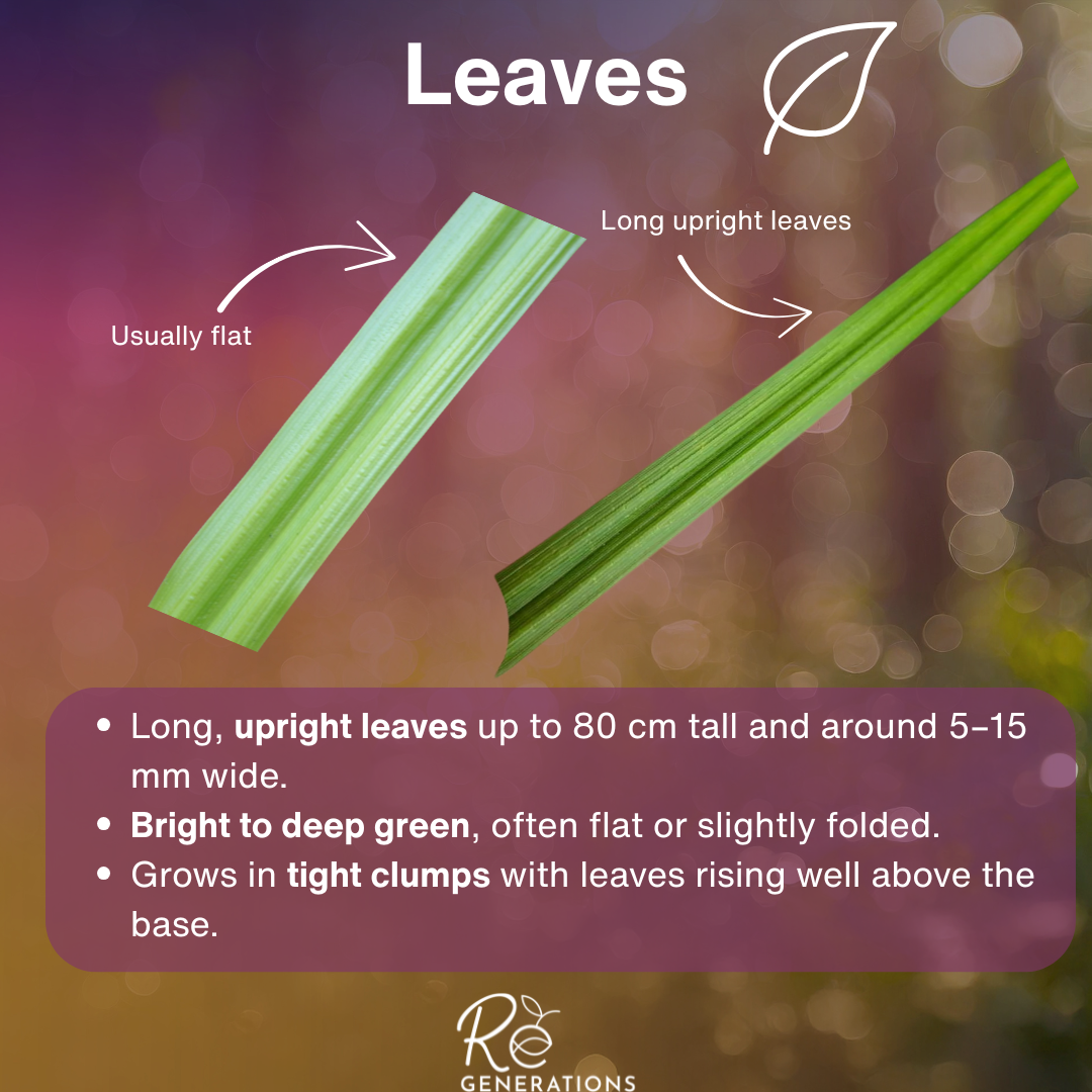 leaves - Carex fascicularis.png