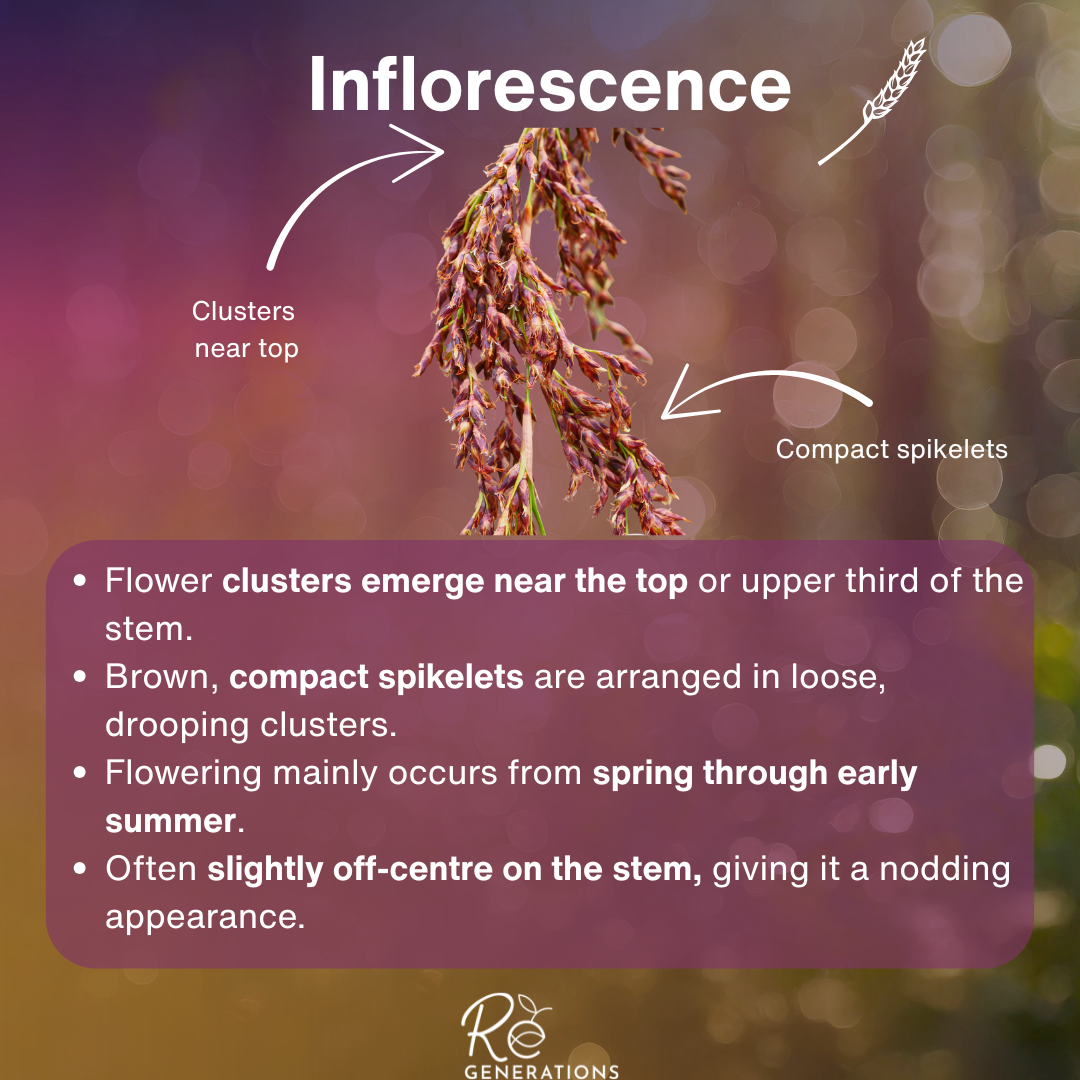 information about the inflorescence of the joint twig rush