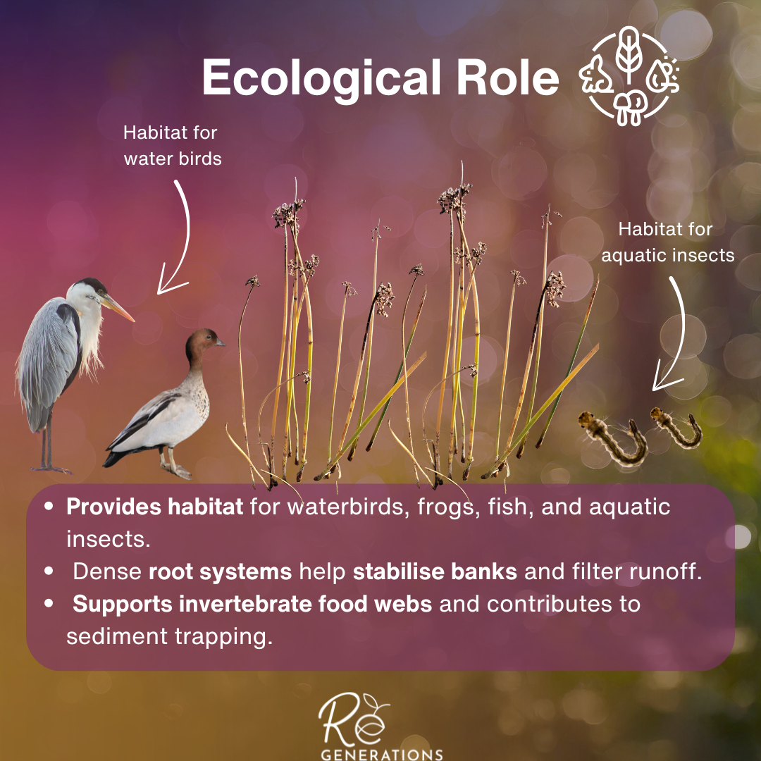 Schoenoplectus validus - distribution (2).png