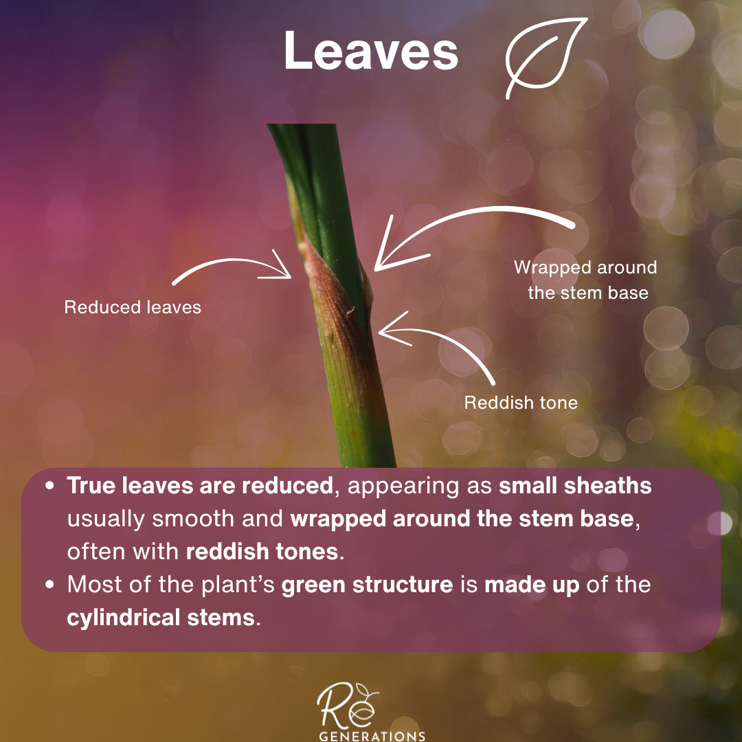 information about the leaves of the joint twig rush