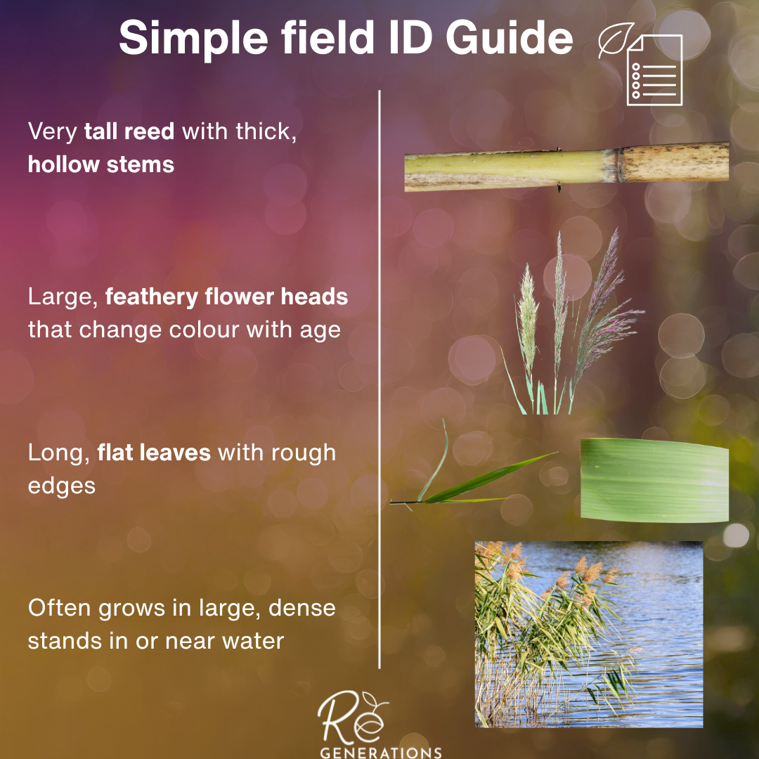 field id guide - Phragmites australis.png