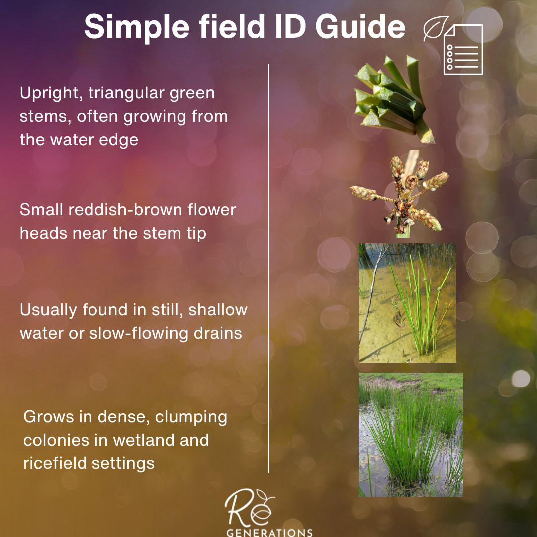 id guide - Schoenoplectus mucronatus.png