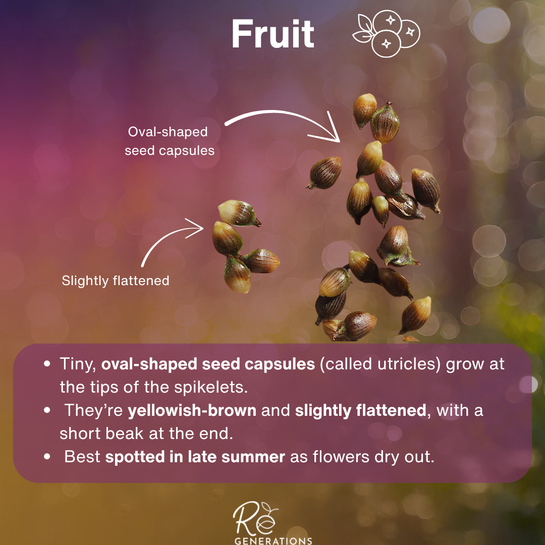 Carex appressa - fruit.png