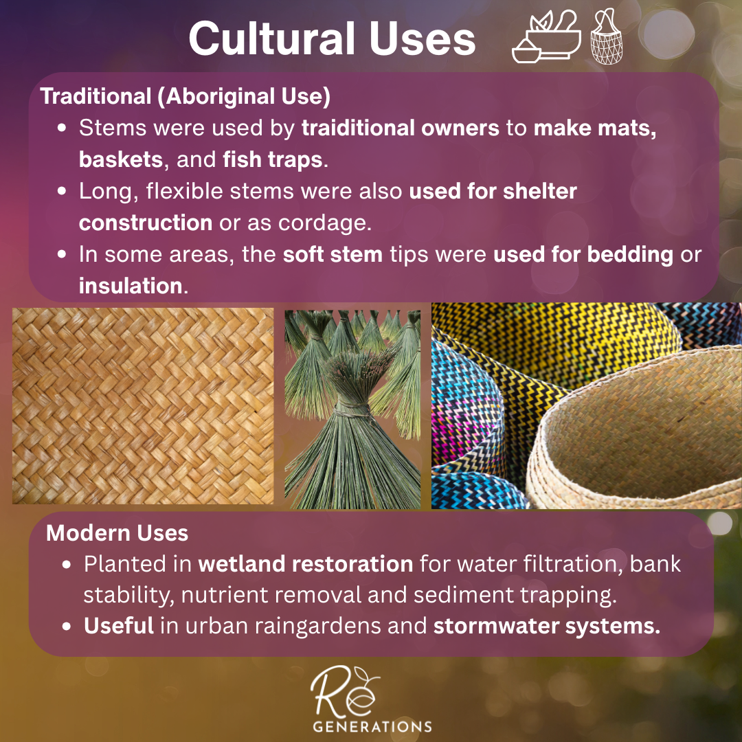 Cultural uses - Lepironia articulata.png