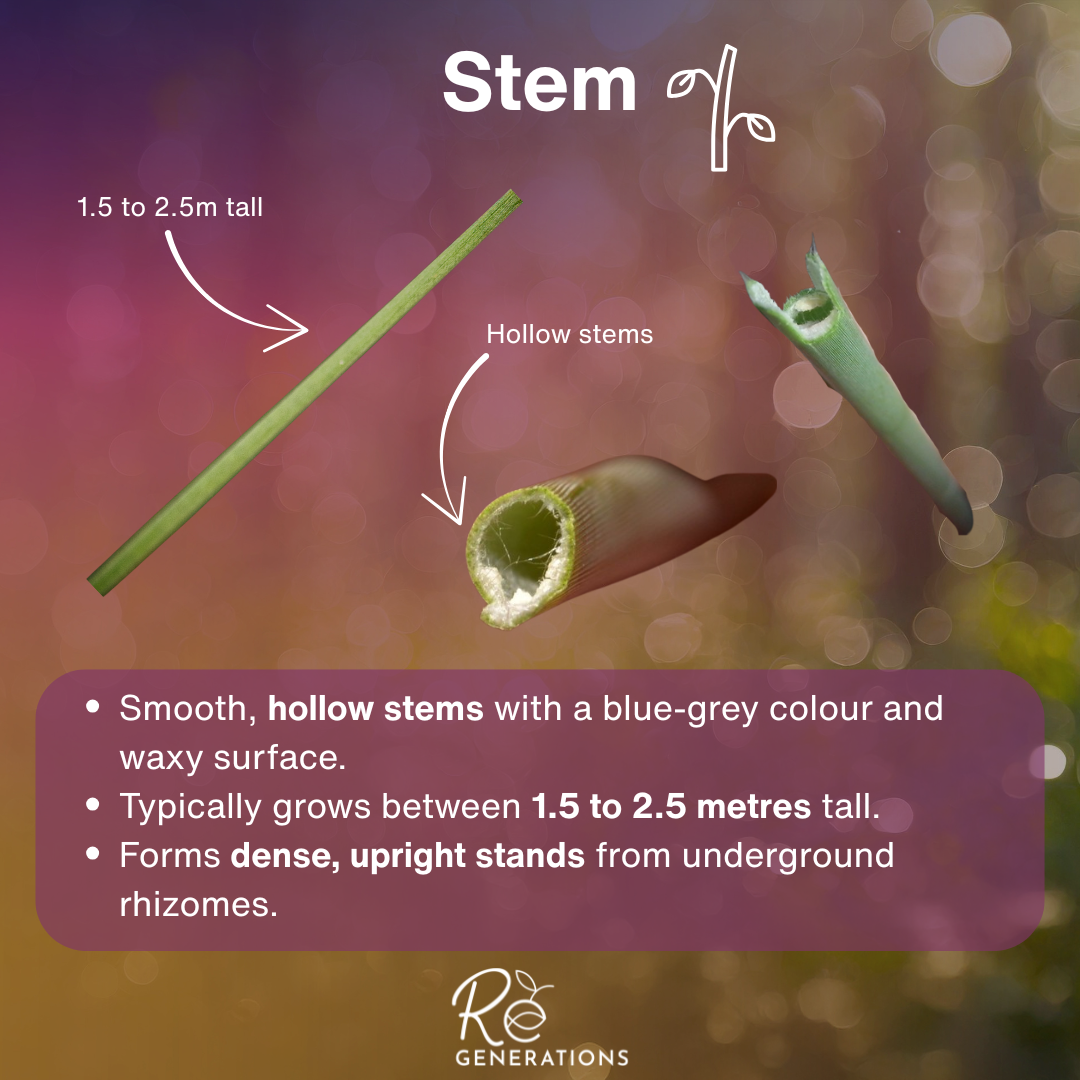 Stem - Lepironia articulata.png