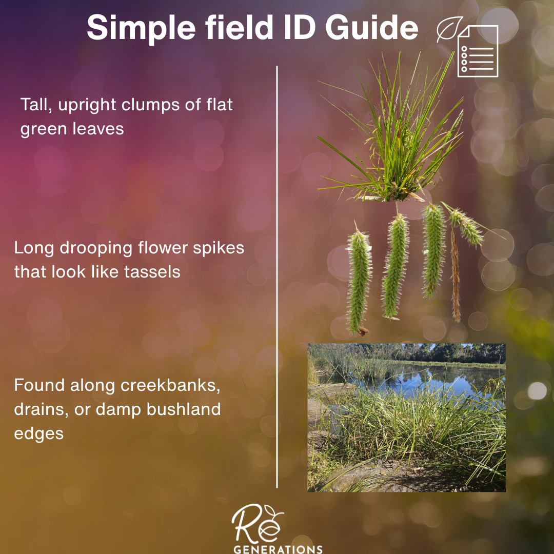 id guide - Carex fascicularis.png