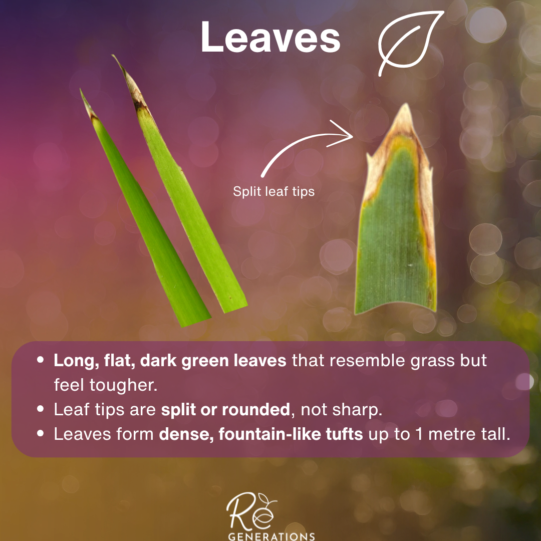 Leaves - Lomandra hystrix.png